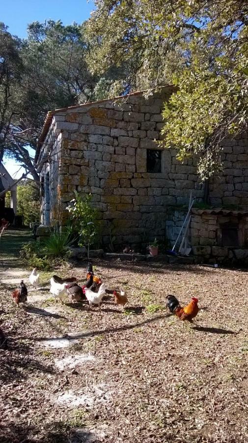 Agriturismo La Vigna 템피오파우사니아 외부 사진