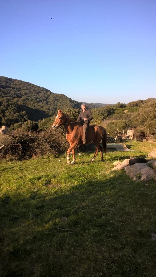 Agriturismo La Vigna 템피오파우사니아 외부 사진